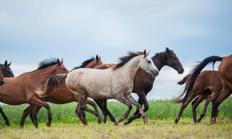Pferde rennen auf Koppel