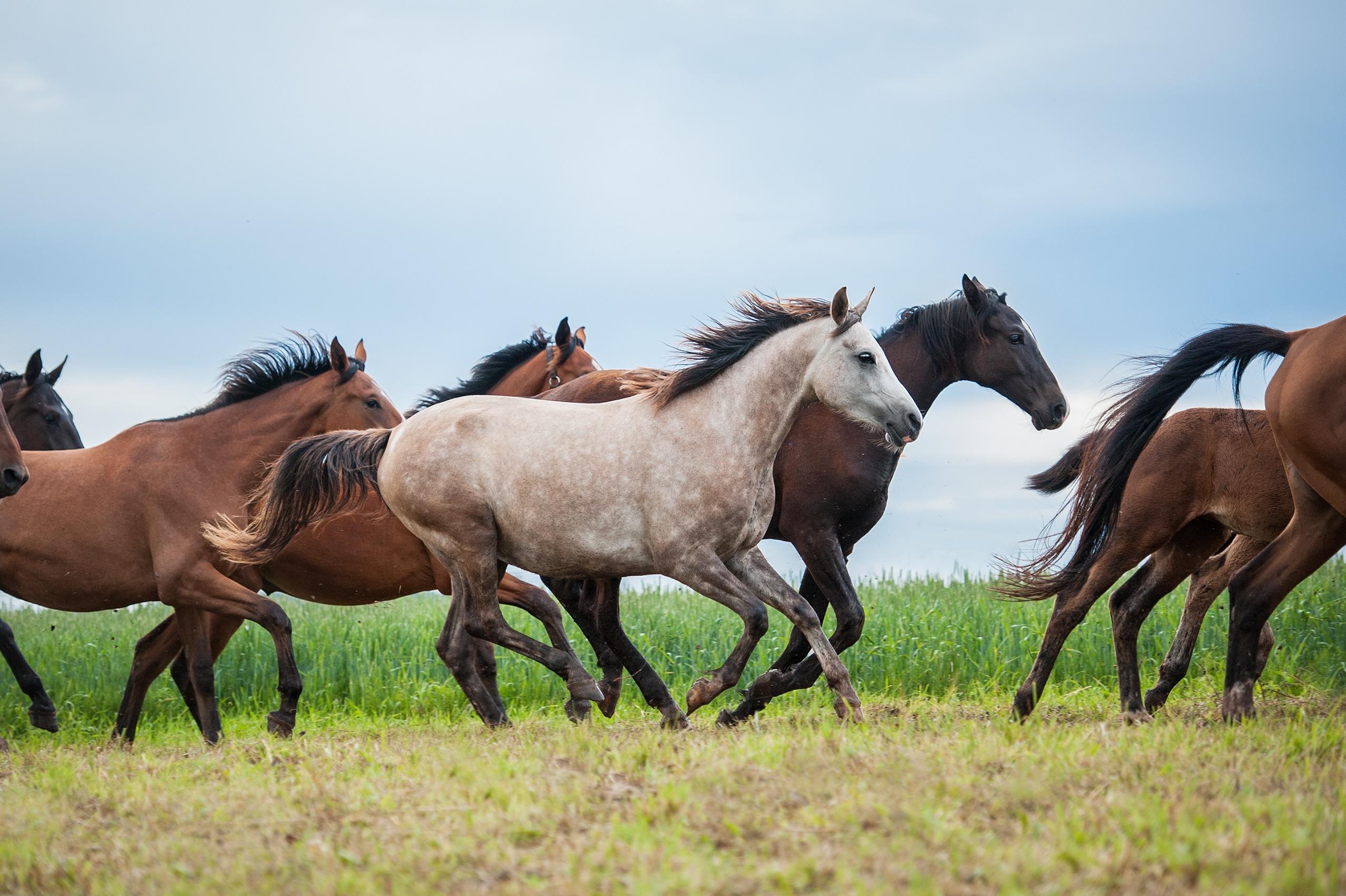 Diabetes bei Pferden – was steckt dahinter?