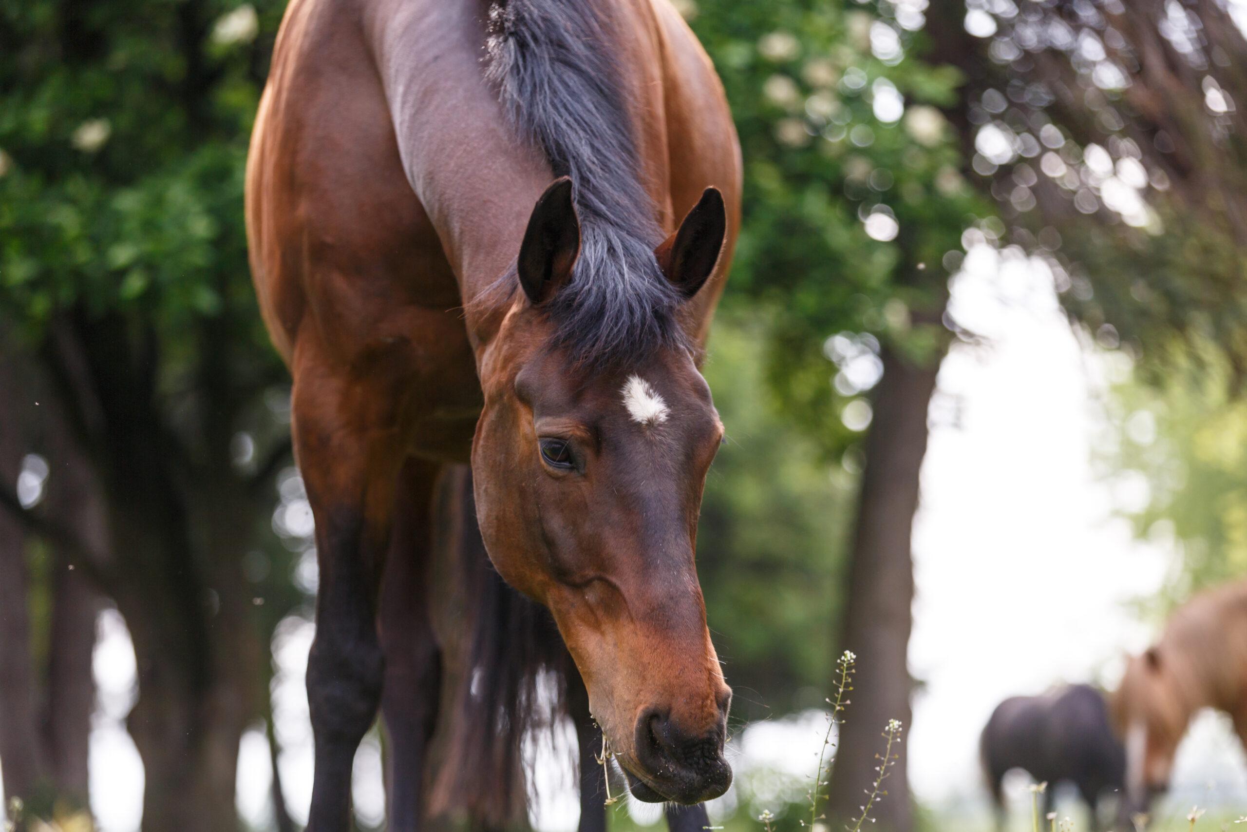 Organisch oder anorganisch – was ist besser für mein Pferd?