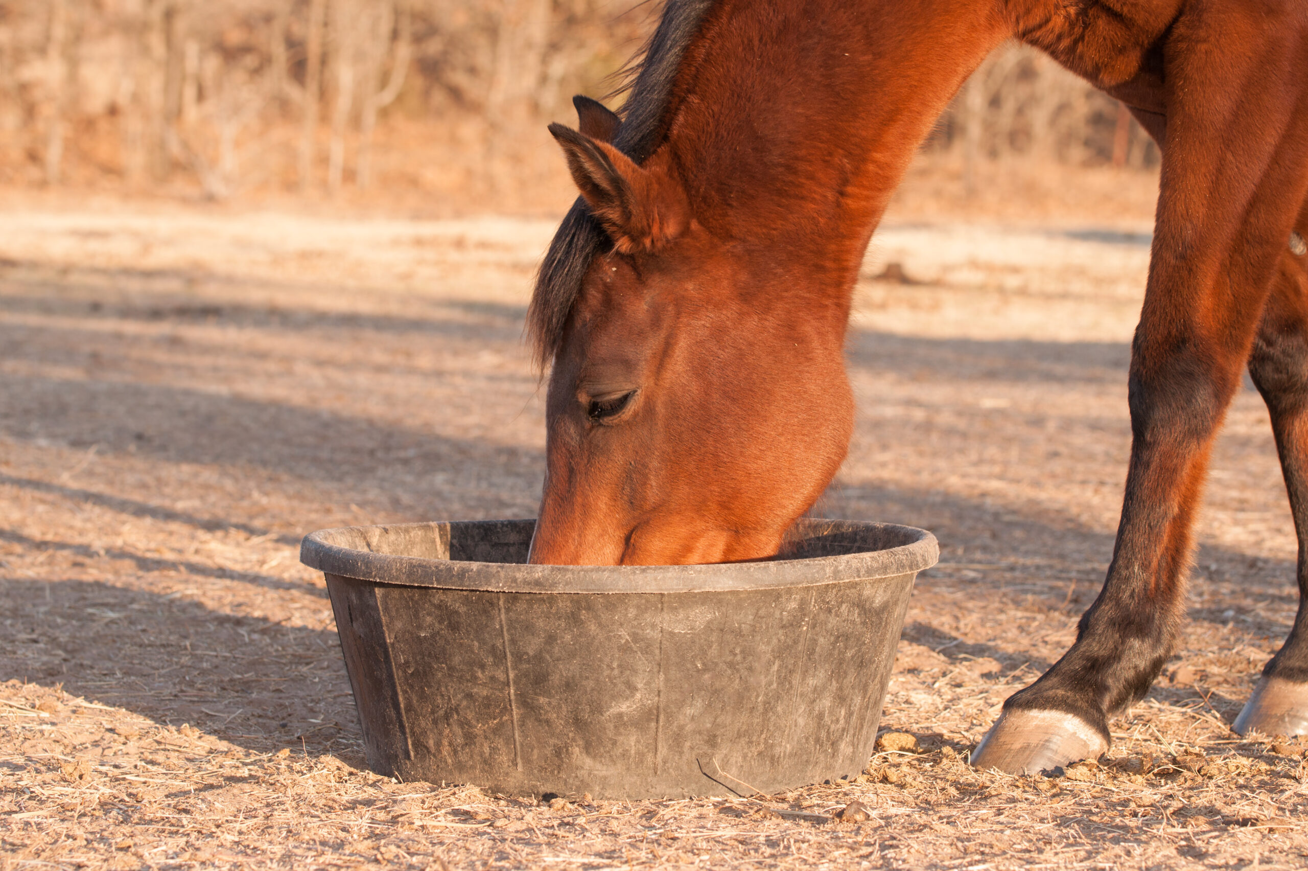 Selenmangel – eine weit verbreitete Pferdekrankheit?