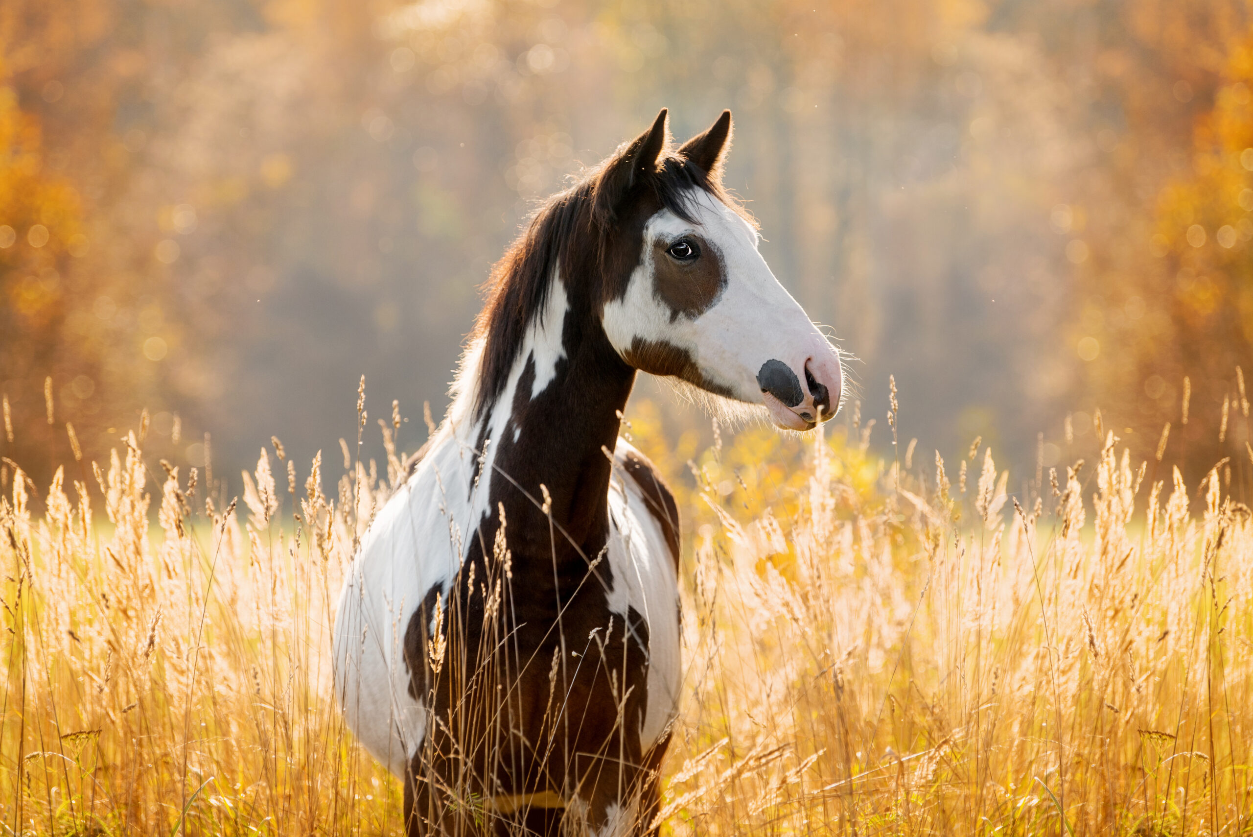 Top 5 Stressfaktoren bei Pferden