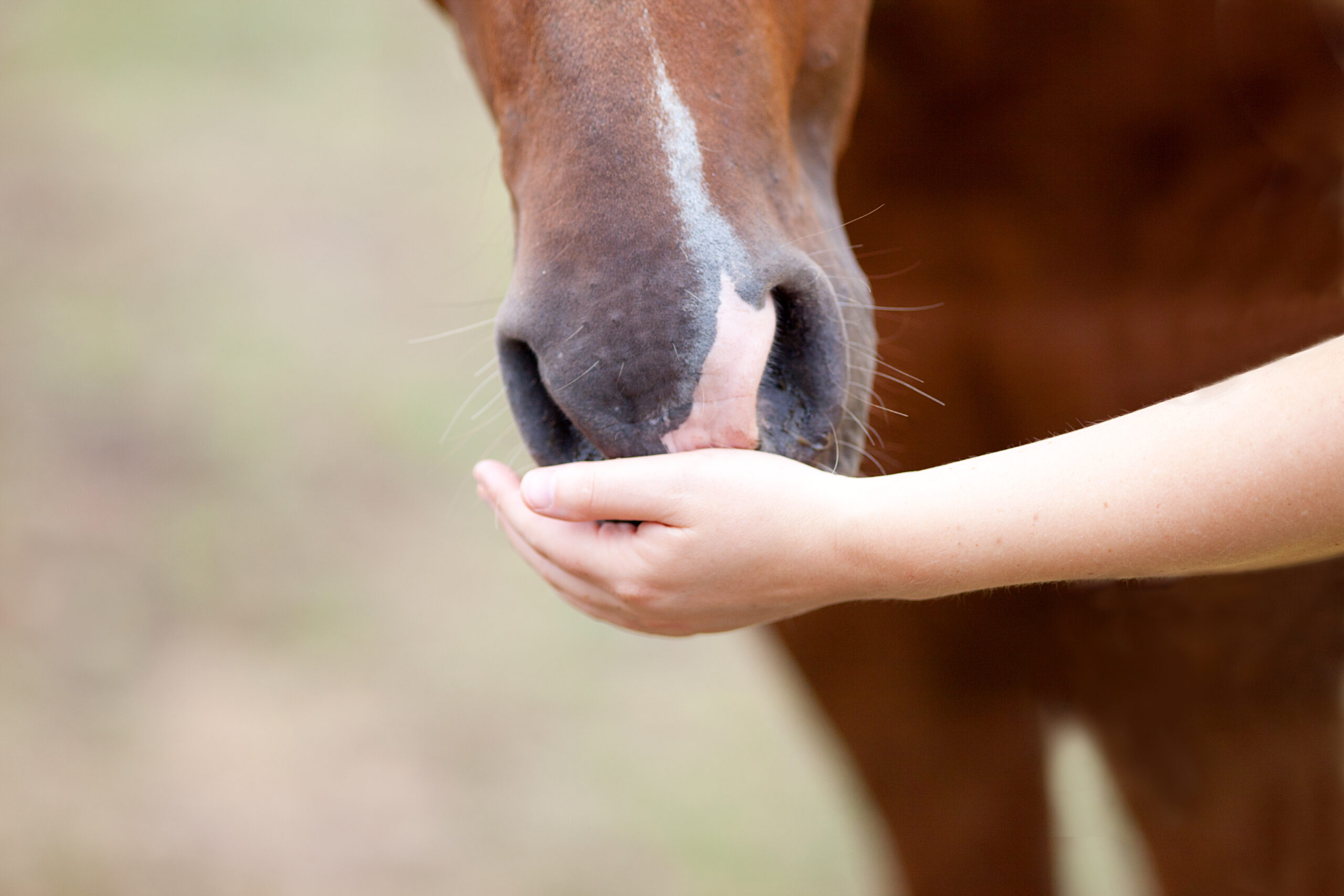 8 Tipps, um Futtermittel oder Medikamente ins Pferd „reinzutricksen“