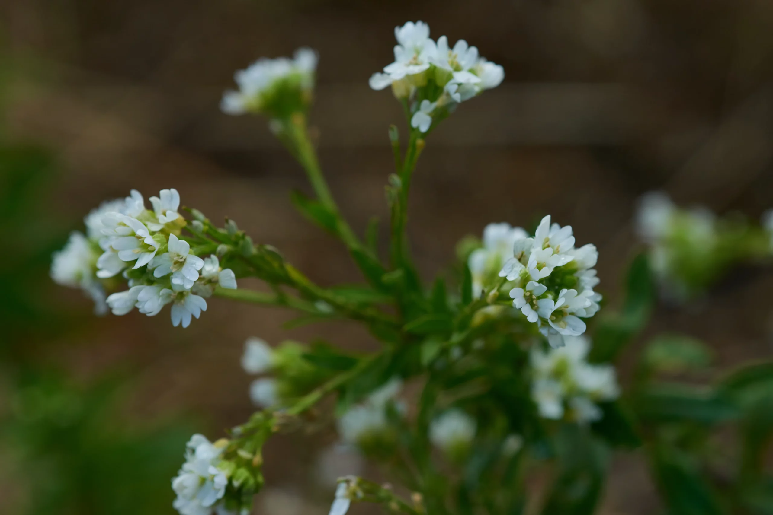 Achtung! Giftige Graukresse