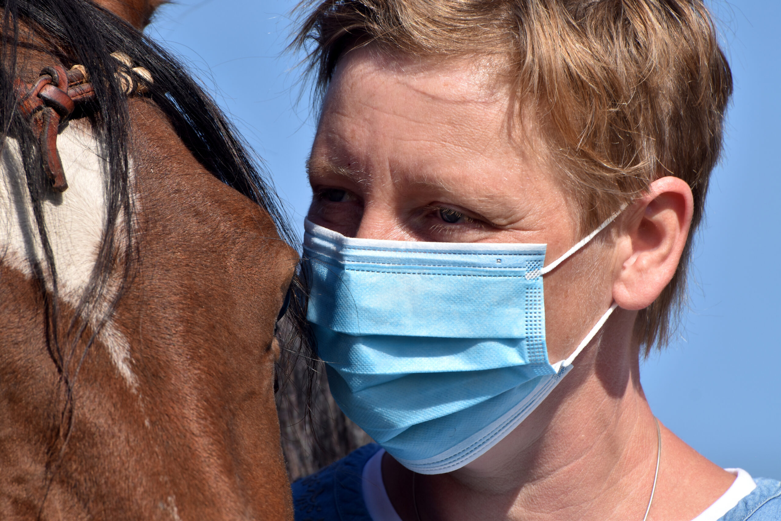 Corona-Virus – gefährlich für Pferde?