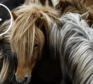 Video Ponys Cushing