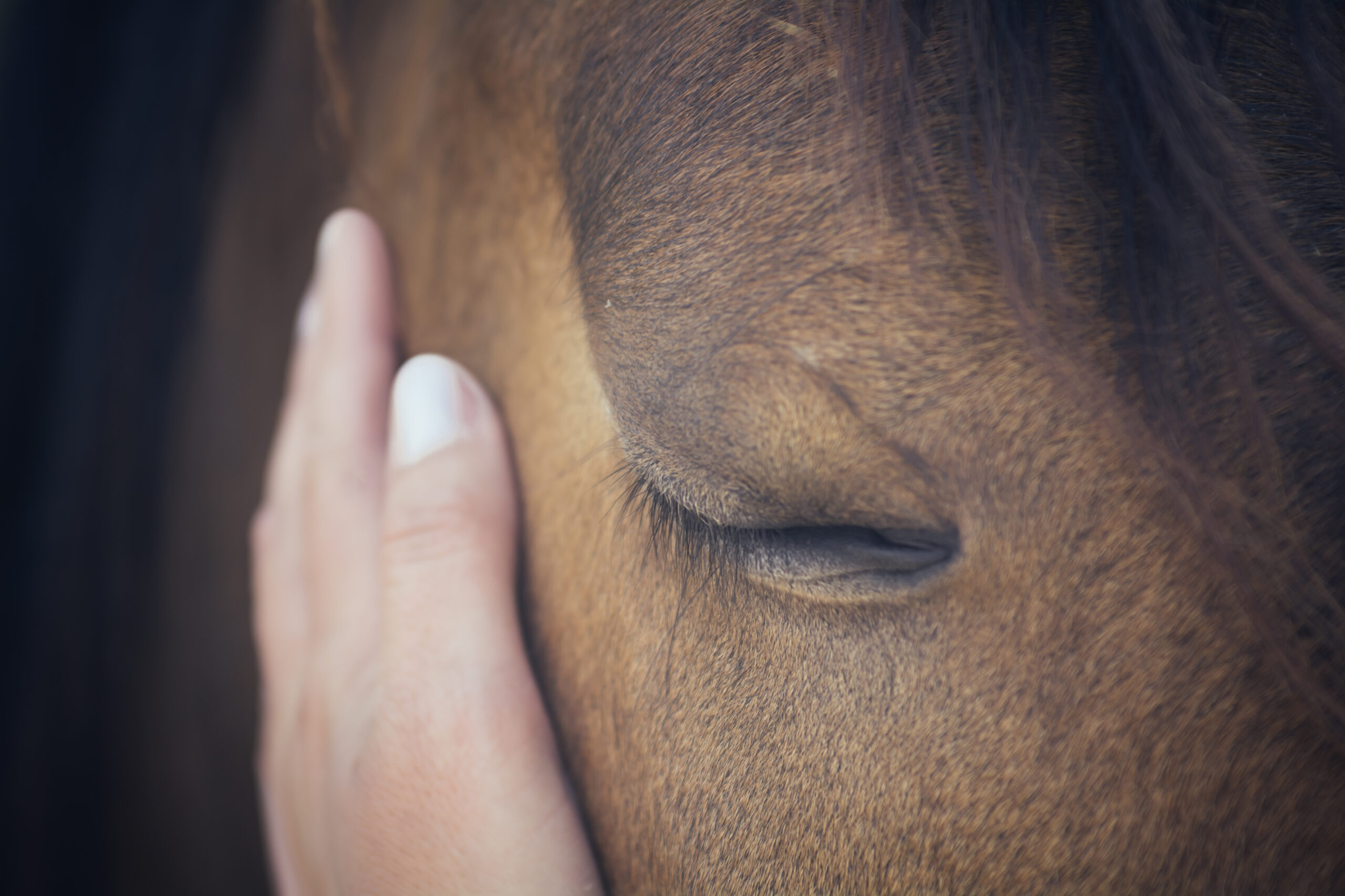 Farblichttherapie – Wellness für dein Pferd