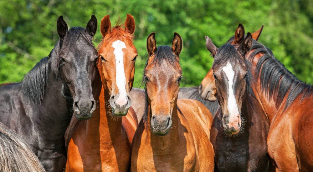 5 junge Pferde unterschiedlicher Farben
