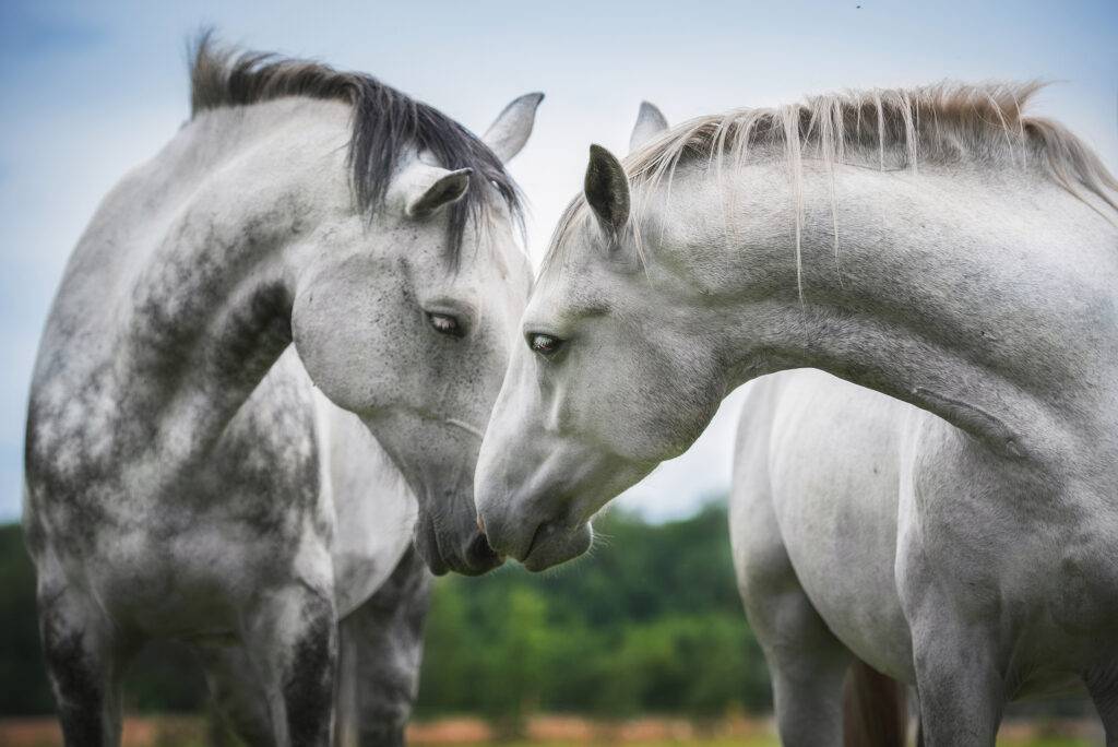 Zwei weiße Pferde beschnuppern sich