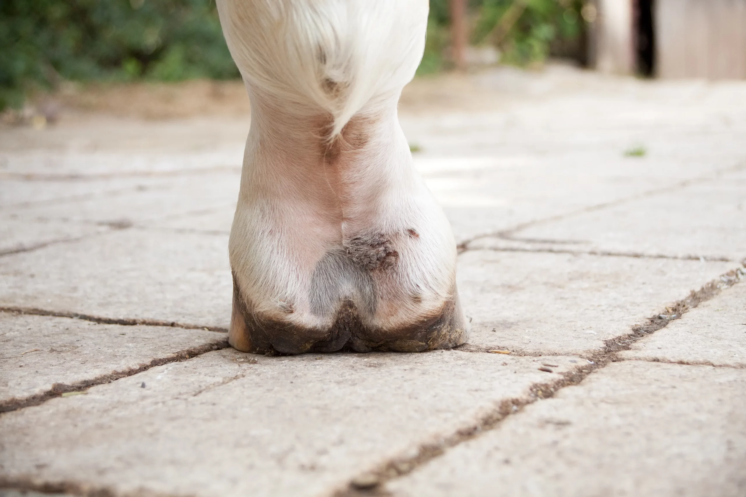 Factsheet: Mauke, Raspe - Sanoanimal Pferdewissen