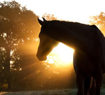 Pferd im Sonnenaufgang und Gegenlicht