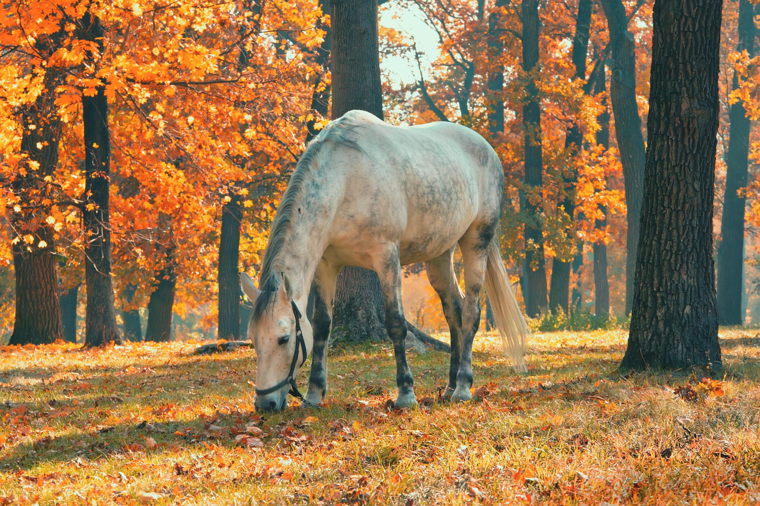 Welche Mineralien braucht mein Pferd im Herbstfellwechsel?