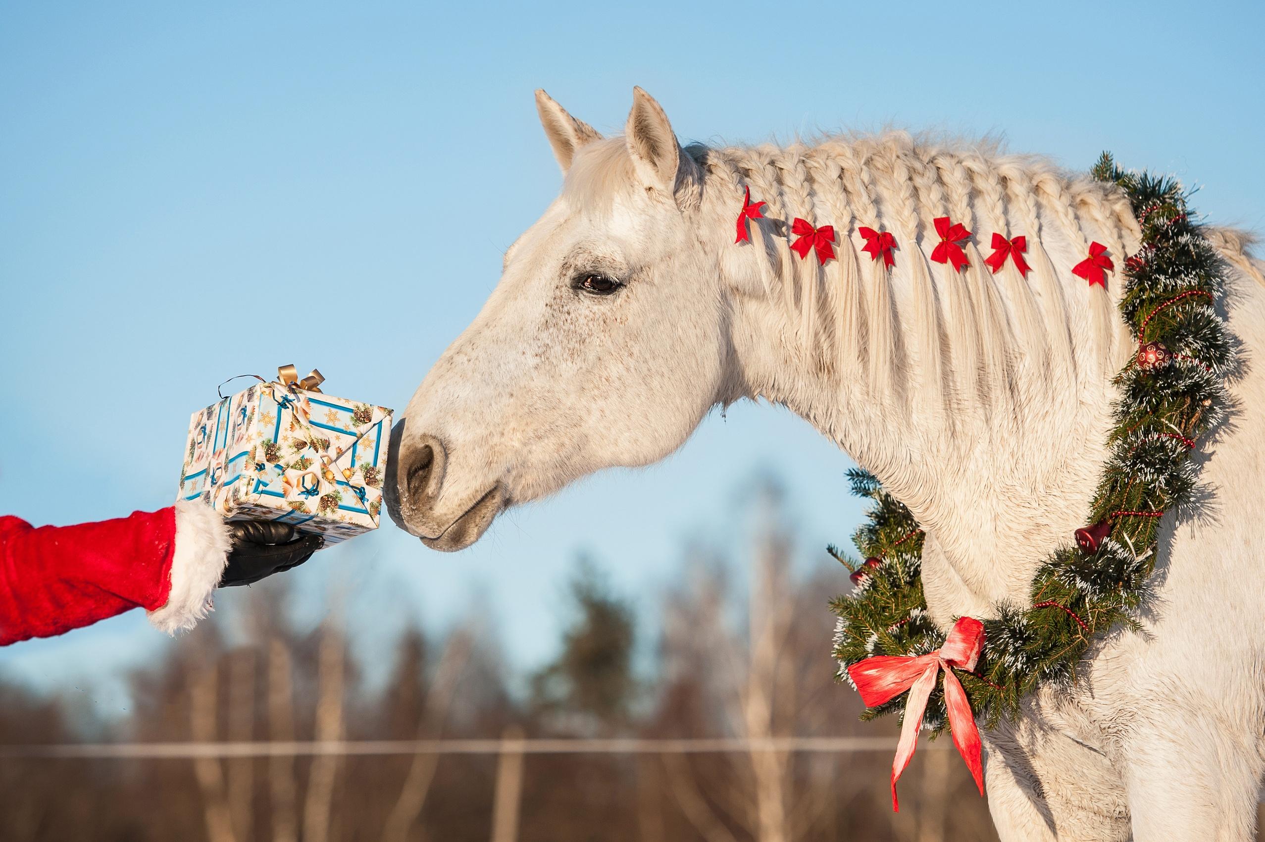 5 Dinge die Pferde sich zu Weihnachten wünschen würden