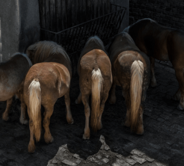 5 Pferde von hinten