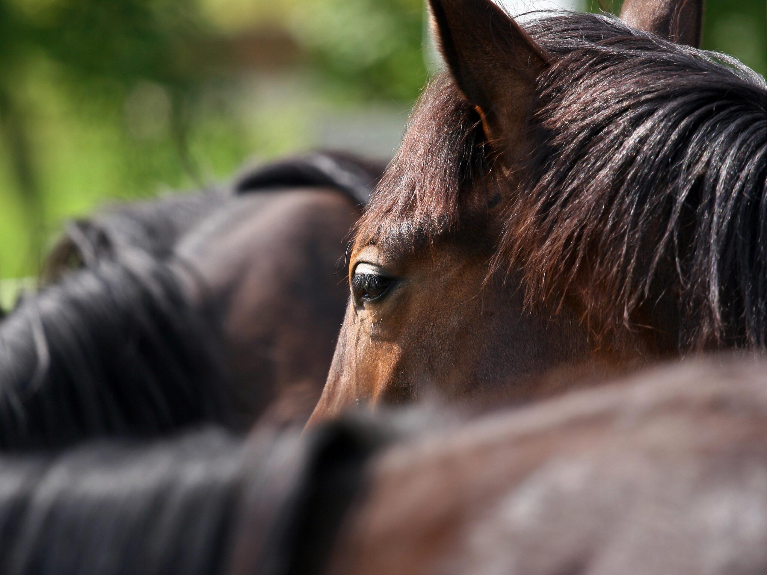 10 Signale, die anzeigen, dass dein Pferd internistische Probleme hat