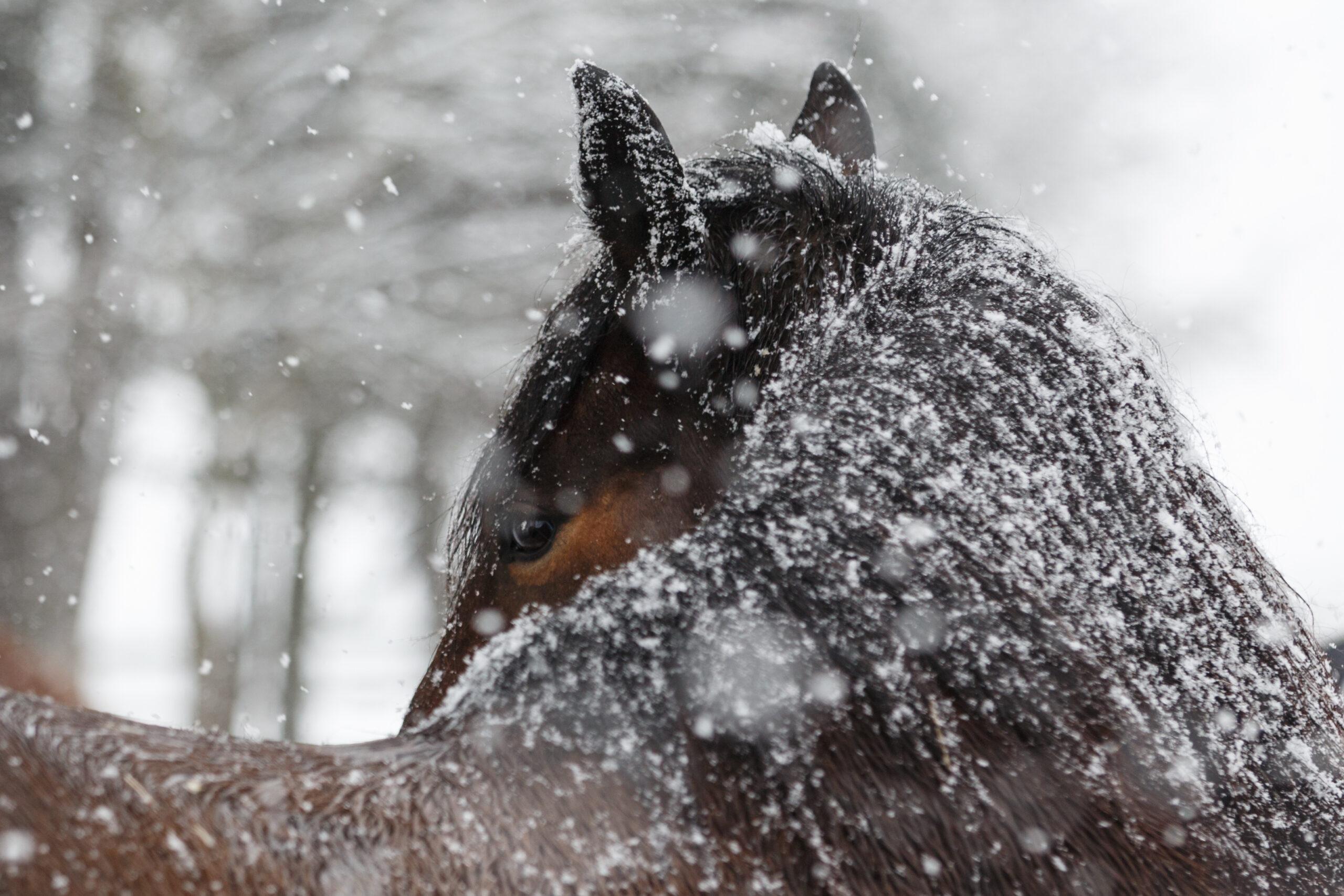 Pferde schützen bei „Sauwetter“