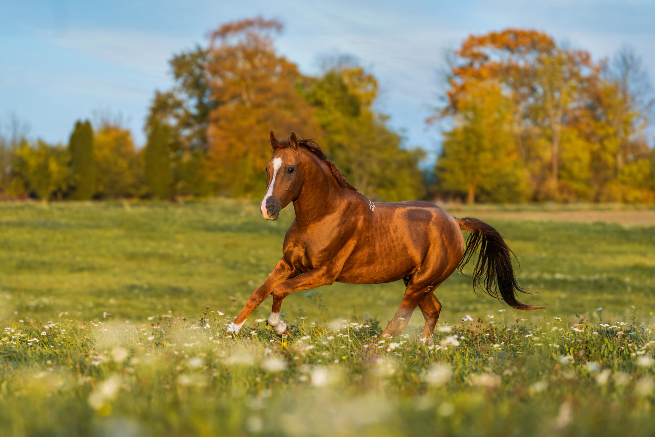 Allergien bei Pferden