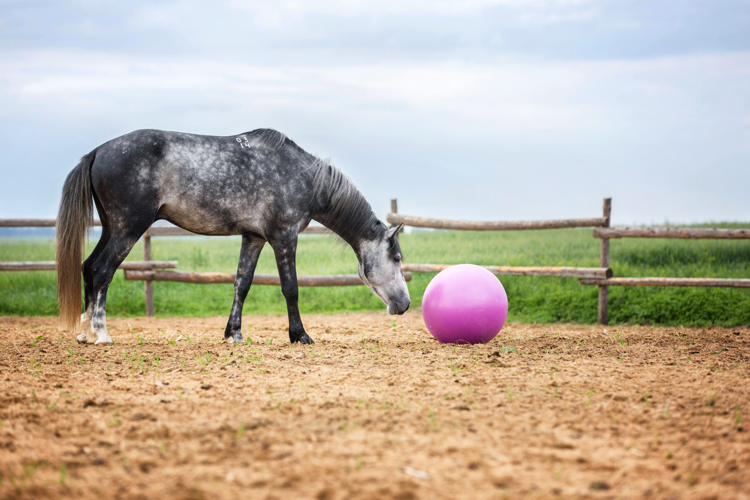 Jedes Pferd kann Quatsch lernen – aber jedes lernt anders