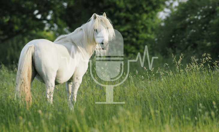 Sanoanimal Podcast #36 – EMS: Hilfe mein Pferd ist zu dick!