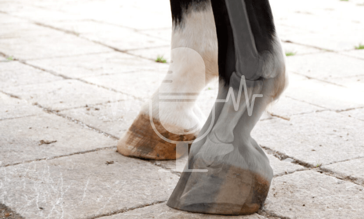 Sanoanimal Podcast #14 Können hufrehegefährdete Pferde auf die abgenagte Weide?