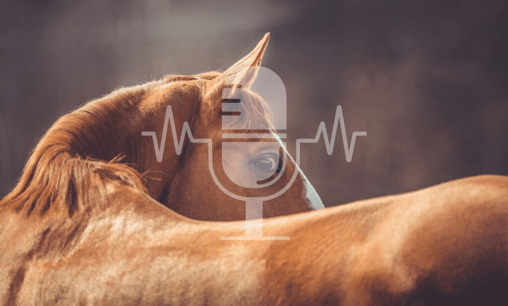 Sanoanimal Podcast #22: Stress bei Pferden