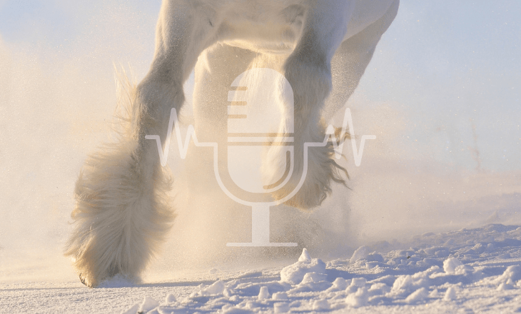 Sanoanimal Podcast #24: Kann mein Pferd bei Schnee auf die Weide?