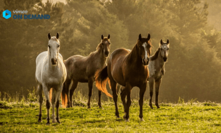 GEBALLTES WISSEN #1  Pferde anweiden: So bleibt alles im grünen Bereich