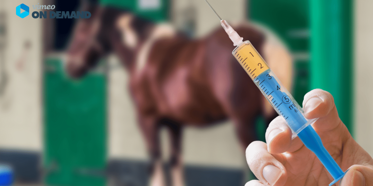 GEBALLTES WISSEN #10 Impfungen beim Pferd – von Immunreaktion bis Impfschaden