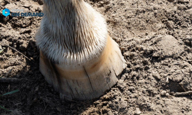 ONLINE LECTURE Laminitis – More Common Than You Think