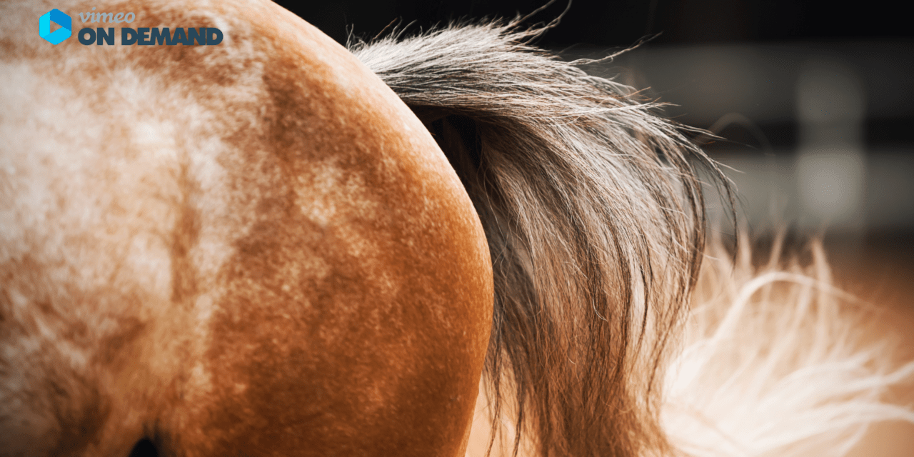 GEBALLTES WISSEN #13 Würmer beim Pferd – welche gibt es, wie häufig kommen sie vor, wie kann man sie diagnostizieren? 