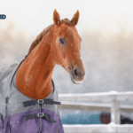 GEBALLTES WISSEN #15 Pferde scheren oder eindecken: Sinnvoll oder nicht?