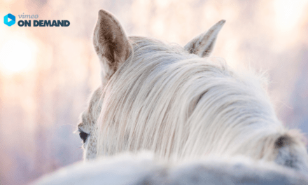GEBALLTES WISSEN #17 Alte Pferde: Wie halte ich mein schwerfuttriges Pferd über den Winter im Gewicht?
