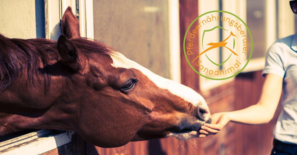 Ausbildung zum Sanoanimal Ernährungsberater Pferd