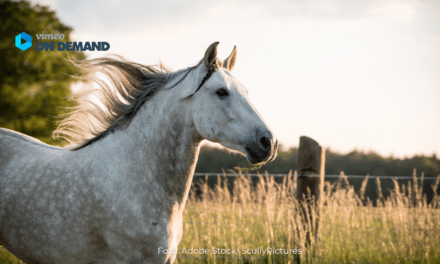 Onlineseminar „Zivilisationskrankheiten des Pferdes“