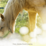 Onlineseminar Pferde fit füttern