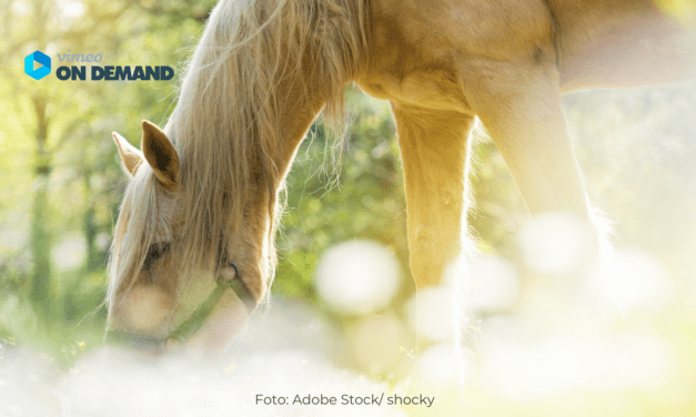 Onlineseminar Pferde fit füttern