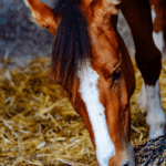 GEBALLTES WISSEN #19 Kotwasser beim Pferd von Heu und Stroh: Wieso?
