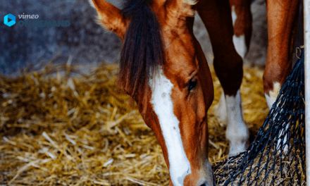 GEBALLTES WISSEN #19 Kotwasser beim Pferd von Heu und Stroh: Wieso?