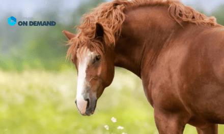 Ringvorlesung EMS – Was tun, wenn das Pferd immer mehr wird!