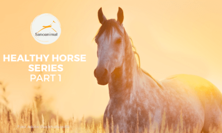 HEALTHY HORSE SERIES PT. 1/3 – Feeding Horses Fit