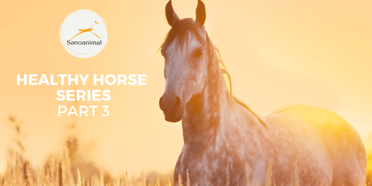 HEALTHY HORSE SERIES PT. 3/3 – Horse Types And Their Typical Health Issues