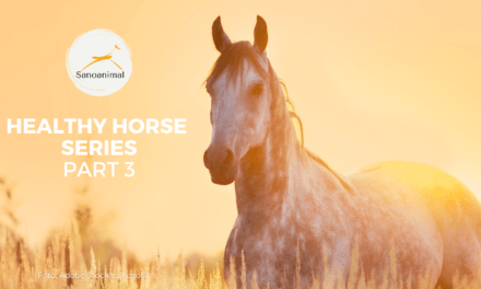 HEALTHY HORSE SERIES PT. 3/3 – Horse Types And Their Typical Health Issues