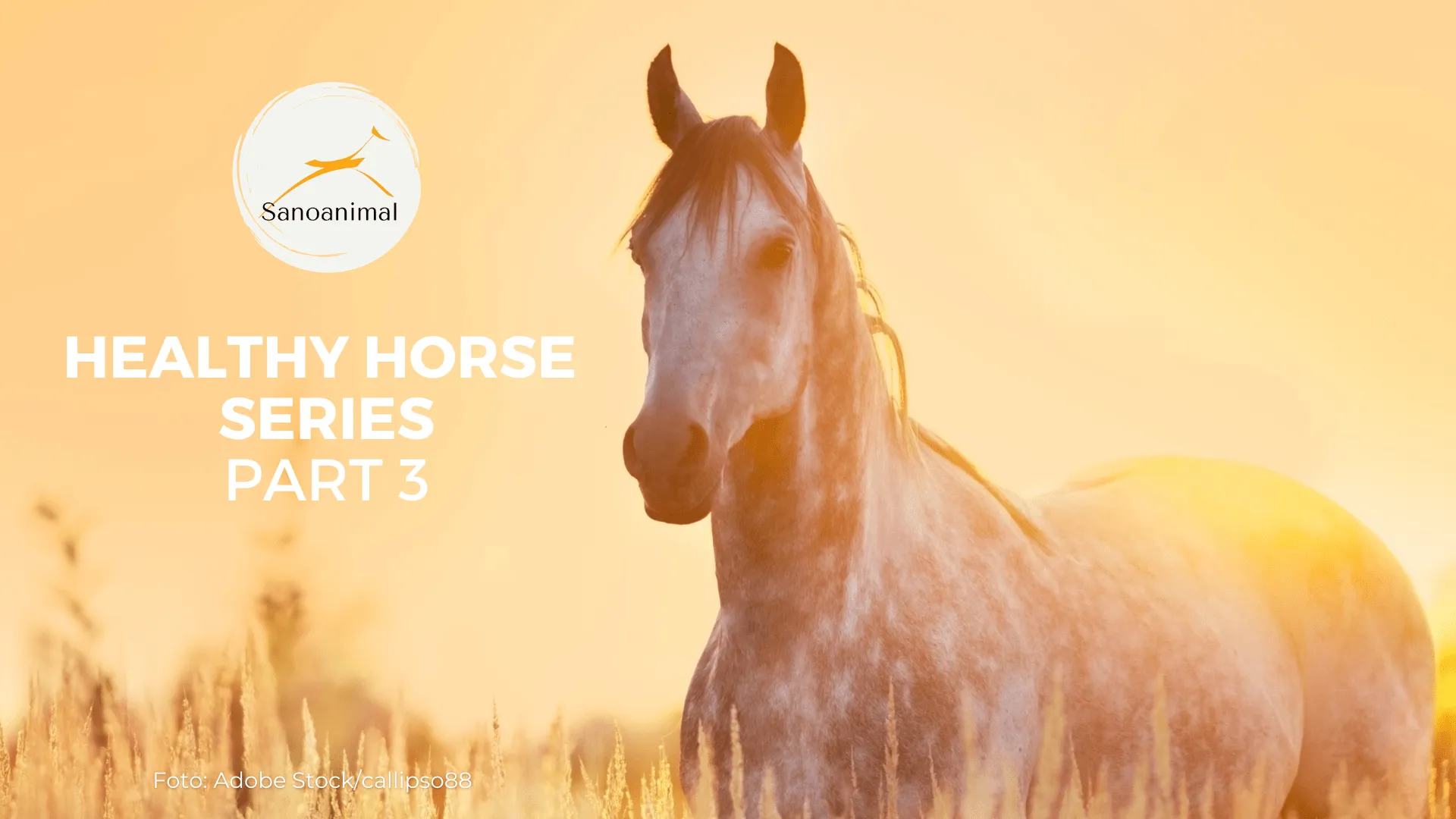 Healthy Horse Pt. 3 Horse Types And Their Typical Health Issues