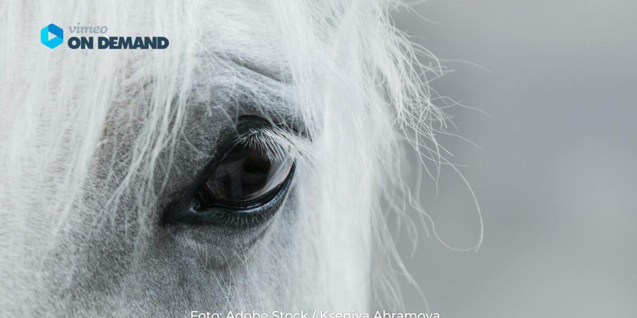 Ringvorlesung Magengeschwüre – <strong>verstecktes Leiden vieler Pferde</strong>