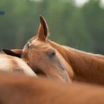 GEBALLTES WISSEN #20 Narkolepsie – Wenn Pferde beim Dösen umfallen