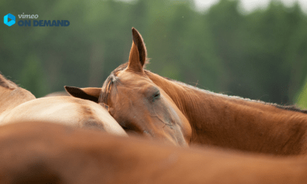 GEBALLTES WISSEN #20 Narkolepsie – Wenn Pferde beim Dösen umfallen