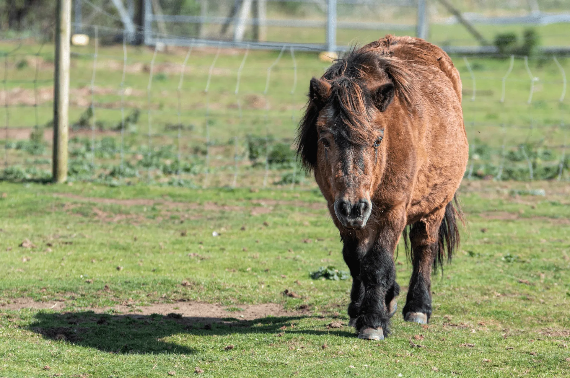 Cushing beim Pferd - Was ist eigentlich Equines Cushing?
