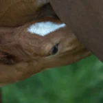 Pferdezucht und Aminosäuren: Optimale Versorgung für Muskelentwicklung und Milchproduktion