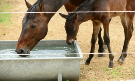 Stute und Fohlen trinken Wasser