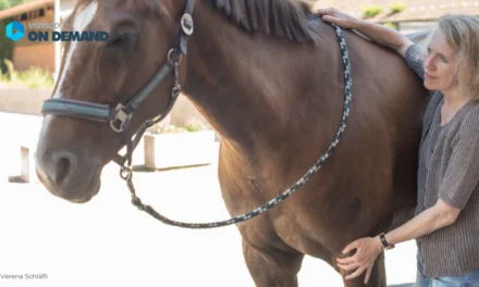 GEBALLTES WISSEN #39 – Was ist Shiatsu für Pferde?