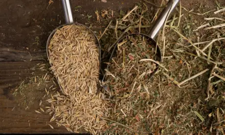 Futtermittel-Fallen entlarven: So erkennt man hochwertiges Pferdefutter